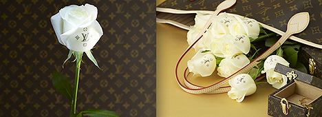 louisvuitton_rose.png