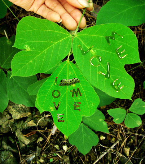whisper_nature3.jpg
