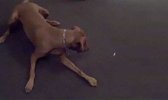 pet2