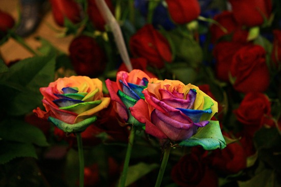 rainbow-roses-and-red-roses-by-lucentstreak