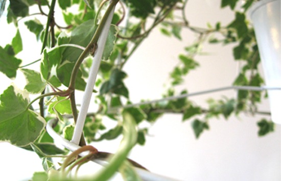 003photosynthesis-lamp