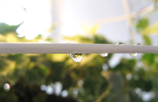 06photosynthesis-lamp