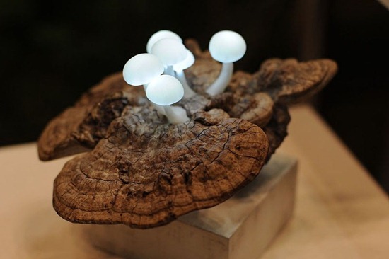 great_mushrooming_2