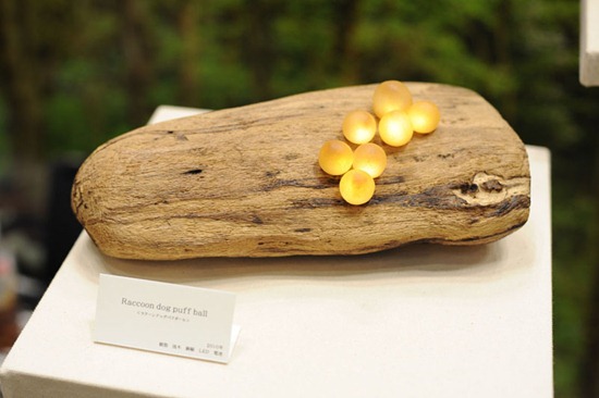 great_mushrooming_5