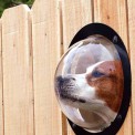 PET PEEK: 来自国际主义的狗性化关怀
